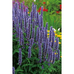 Agastache, Kłosowiec - 210 nasion