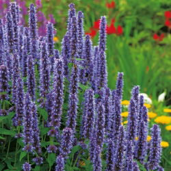 Agastache, Kłosowiec - 210 nasion
