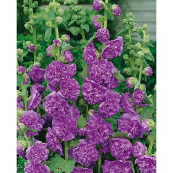 Malwa pełna fioletowa - 50 nasion