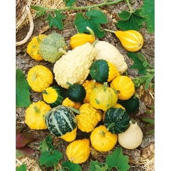 Dynia ozdobna brodawkowa - 30 nasion