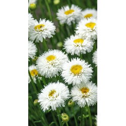 Złocień o kwiatach półpełnych Crazy Daisy - 160 nasion