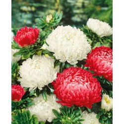 Aster chiński - Polska Flaga - 450 nasion