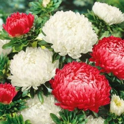 Aster chiński - Polska Flaga - 450 nasion