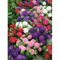 Aster chiński karłowy – mieszanka - 625 nasion