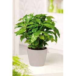 Kawa arabska - 6 nasion
