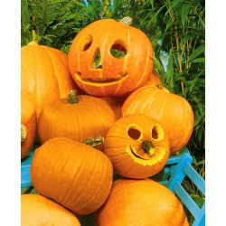 Dynia ozdobna Halloween - najlepsza do rzeźbienia - 15 nasion
