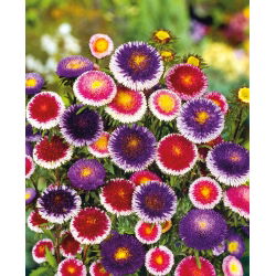 Aster chiński Liliput Moonshine mieszanka