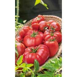 Pomidor malinowy - mieszanka odmian