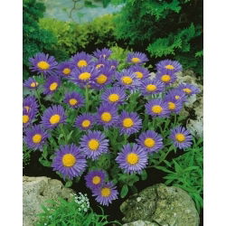 Aster alpejski - niebieski