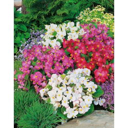 Begonia stale kwitnąca niska - mieszanka kolorów