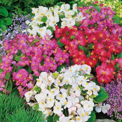 Begonia stale kwitnąca niska - mieszanka kolorów