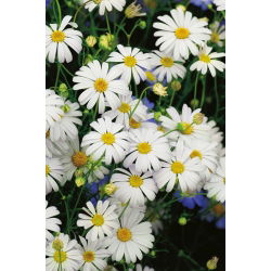 Czubatka ubiorkolistna - White Splendour