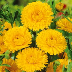 Nagietek lekarski - Lemon Beauty - Cytrynowa Piękność