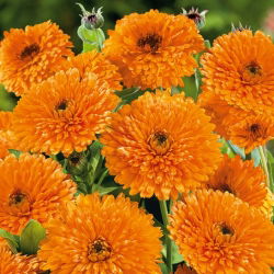 Nagietek lekarski - Orange Beauty - Pomarańczowa Piękność