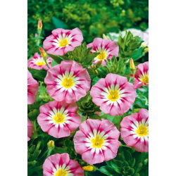 Powój trójbarwny - Rose Ensign - różowy