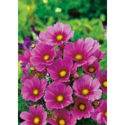 Onętek, Kosmos wielkokwiatowy Tetra Versailles - dark rose