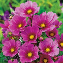 Onętek, Kosmos wielkokwiatowy Tetra Versailles - dark rose