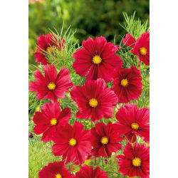 Onętek, Kosmos wielkokwiatowy Tetra Versailles - red