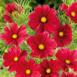Onętek, Kosmos wielkokwiatowy Tetra Versailles - red