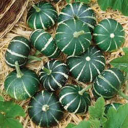 Dynia ozdobna - Flat Striped