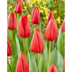 Tulipan Spot On - GIGA paczka! - 250 szt.