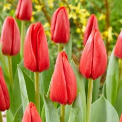 Tulipan Spot On - GIGA paczka! - 250 szt.