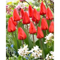 Tulipan Lalibela - GIGA paczka! - 250 szt.