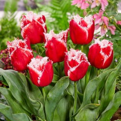 Tulipan New Santa - GIGA paczka! - 250 szt.