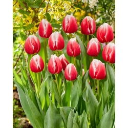 Tulipan One Love - 5 szt.