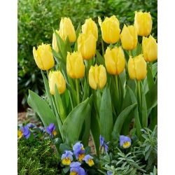 Tulipan Sunny Time - duża paczka! - 50 szt.