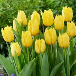 Tulipan Sunny Time - 5 szt.