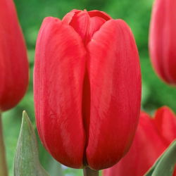 Tulipan Surrender - 5 szt.
