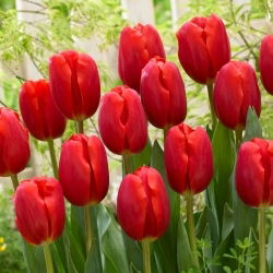 Tulipan Surrender - 5 szt.