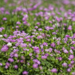 Koniczyna perska Pasat - 1 kg