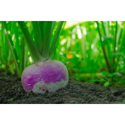 Rzepa pastewna Marco - 100 g