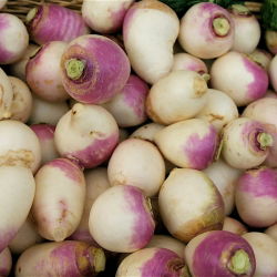 Rzepa pastewna Marco - 100 g