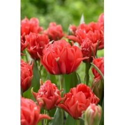 Tulipan Toronto Double - 5 szt.