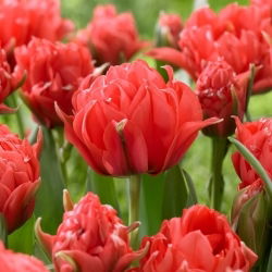 Tulipan Toronto Double - 5 szt.