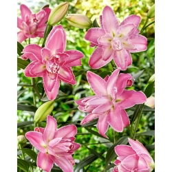 Lilia - Lotus Wonder - orientalna, pełna - GIGA paczka! - 50 szt.