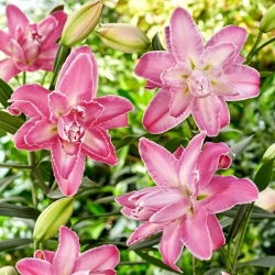Lilia - Lotus Wonder - orientalna, pełna
