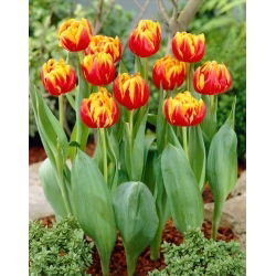 Tulipan Cilesta - 5 szt.