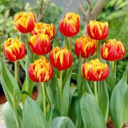 Tulipan Cilesta - 5 szt.