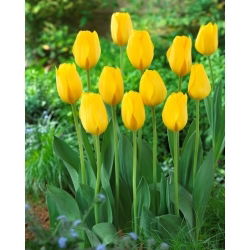 Tulipan Conqueror - 5 szt.