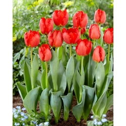 Tulipan Crystal Beauty - 5 szt.