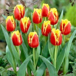 Tulipan Davenport - duża paczka! - 50 szt.