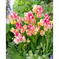 Tulipan Dream Club - 5 szt.