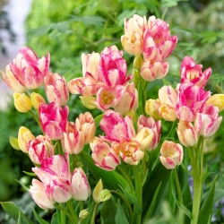 Tulipan Dream Club - 5 szt.
