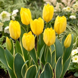 Tulipan Easter Moon - 5 szt.