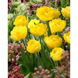 Tulipan Exotic Sun - 5 szt.