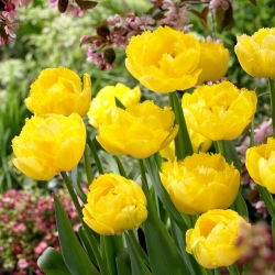 Tulipan Exotic Sun - duża paczka! - 50 szt.